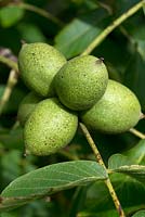 Juglans regia - Walnut - edible nut ripening on tree