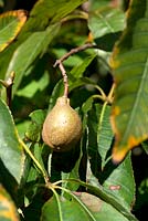 Aesculus indica - Indian Horse Chestnut Tree - nut hanging on branch 
