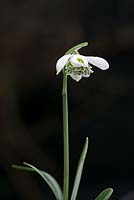 Galanthus 'Lavinia' - Snowdrop