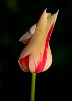 Tulipa 'Marilyn' - Lily flowered tulip 'Marilyn' 