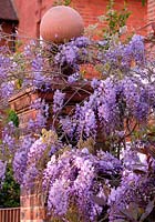 Wisteria sinensis growing around a brick pillar and finial in Bedford Park, London, UK. 