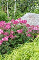 Hydrangea arborescens 'Ruby' in border with Carex and large boulder feature. The Smart Meter Garden - Hampton Court Flower Festival 2019 