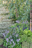 Shaded border with flowering Hosta 'Devon Green', Euphorbia and ferns. The Smart Meter Garden - Hampton Court Flower Festival 2019 