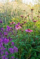 Echinacea purpurea 'Magnet' and Stachys officinalis 'Hummelo' in summer border. 