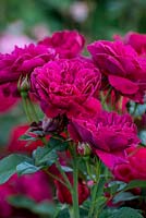 Rosa 'Darcy Bussell' - Rose 'Darcy Bussell'