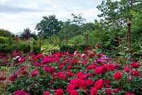 Mix of roses in raised beds  including 'L D Braithwaite', 'Darcy Bussell' and 'Munstead Wood'. 