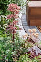 Rodgersia in flower with view to moveable wooden cube seating on a rail. The Crest Nicholson Livewell Garden, Hampton Court Flower Show, 2019. 