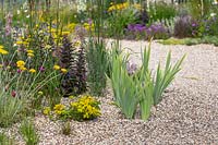 Drought resistant gravel garden including Sedum 'Weihenstephaner Gold' and Helichrysum italic. Beth Chatto: The Drought Resistant Garden, Hampton Court Flower Festival, 2019.
