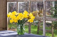 Narcissus - daffodils displayed in vase on windowsill. 