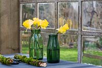 Narcissus - daffodils displayed in glass vases on windowsill.
