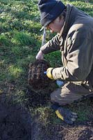 Man planting Mespilus germanica 'Royal' - Medlar tree in January. Adding Mycorrhizal fungi to create stimulant for root growth

