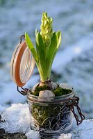 Hyacinthus - Hyacinth - bulb with flowering bud in a Kilner glass storage jar with moss and sea shells, in snow