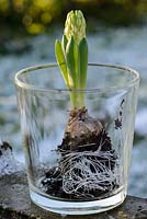 Hyacinthus - white hyacinth bulb with flowering bud displayed in a glass vase in January. 