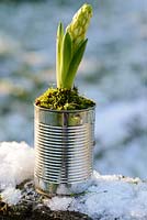 Hyacinthus - white hyacinth bulb with flowering bud displayed in recycled tin can with moss.
