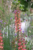 Flowering Digitalis ferruginea 'firebird' with view to curved pathway beyond. The Cancer Research UK Pledge Pathway to Progress, Hampton Court Flower Festival, 2019. 