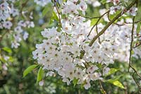 Prunus 'Tai-haku' in flower - Great White Cherry.