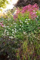 Summer border with Geranium 'Femme Fatale', Eupatorium maculatum 'Riesenschirm', Panicum virgatum 'Shenandoah', Echinacea purpurea 'Leuchtstern' and Echinops.