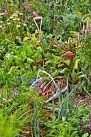 Trug with harvested beetroots and onion in vegetable garden. 