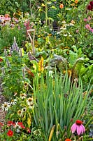 Allium fistulosum - perennial onion in mixed bed with Echinacea 'White Swam', Dahlia 'Topmix Red', Agastache 'Blue Fortune' and Beta vulgaris cicla - swiss chard.