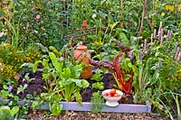 Mixed vegetable bed with cabbage seedlings, beetroots, lettuces and swiss chard. Colander with picked tomatoes.