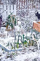 Winter bed in snowy vegetable garden with leeks.
