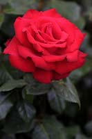 Rosa My Valentine 'Mormyval' - Miniature Hybrid Tea Rose