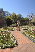The Walled Garden in spring with White Hyacinth, Tulipa 'Purple Prince' and Tulipa 'White Dream' - RHS Garden Wisley, Surrey, UK