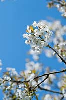 Prunus cerasus - Sour cherry
