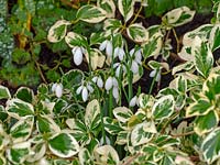 Galanthus - Snowdrops amongst Euonymus japonicus 