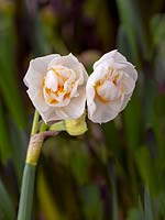 Narcissus 'Bridal Crown' 