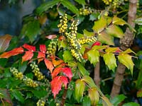Mahonia japonica - Japanese mahonia foliage and flower buds 