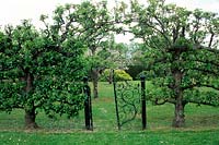 Pyrus - Pear - old trained trees either side of a metal gate