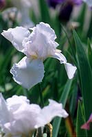 Iris 'Des Jardins' 