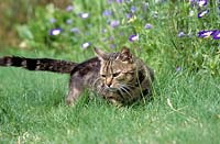 Pet cat lying in grass by flowerbed. 
