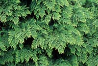 Juniperus horizontalis - Creeping juniper