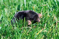 Talpa europea - Mole - on grass