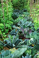 Brassica oleracea - Kale   