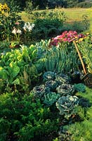 Veg: Beta vulgaris - Beetroot, Brassica oleracea - Cabbage and Daucus carotta - Carrot grown in small blocks with flowers: Lilium - Lily and Godetia beyond 