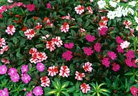 Impatiens hawkeri - New Guinea Busy Lizzies - mixed colours
