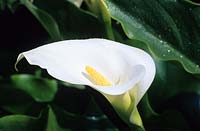 Zantedeschia aethiopica - Arum lily