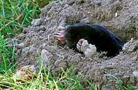 Talpa europea - Mole - emerging above ground 