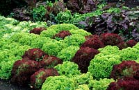 Bed of mixed cultivars of Lactuca sativa - Lettuce - growing in blocks