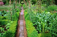 View along straight paved path edged with brick, Buxus - Box - edging to bed with Lathyrus odoratus - Sweetpea - wigwams and vegetables such as Zea mays - Sweetcorn