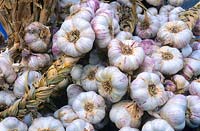 Harvested and plaited Allium sativum - Garlic