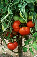 Lycopersicon esculentum Marmande - Beefsteak tomato