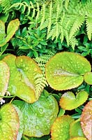 Galax urceolata - Beetleweed with other foliage plants 

