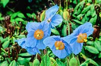 Meconopsis betonicifolia - Himalayan blue poppy