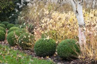 Clipped box spheres beside the white trunk of Betula ermanii and Cornus sanguinea 'Midwinter Fire' in November.