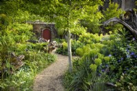 Liquidambar styraciflua surrounded by lush planting of euphorbias, ferns, hostas and periwinkle in the Stumpery at Arundel Castle, West Sussex, in May