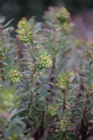 Euphorbia x martinii in March